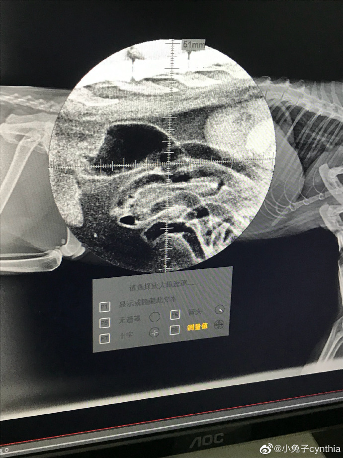 猫图片|宠物猫|猫咪|