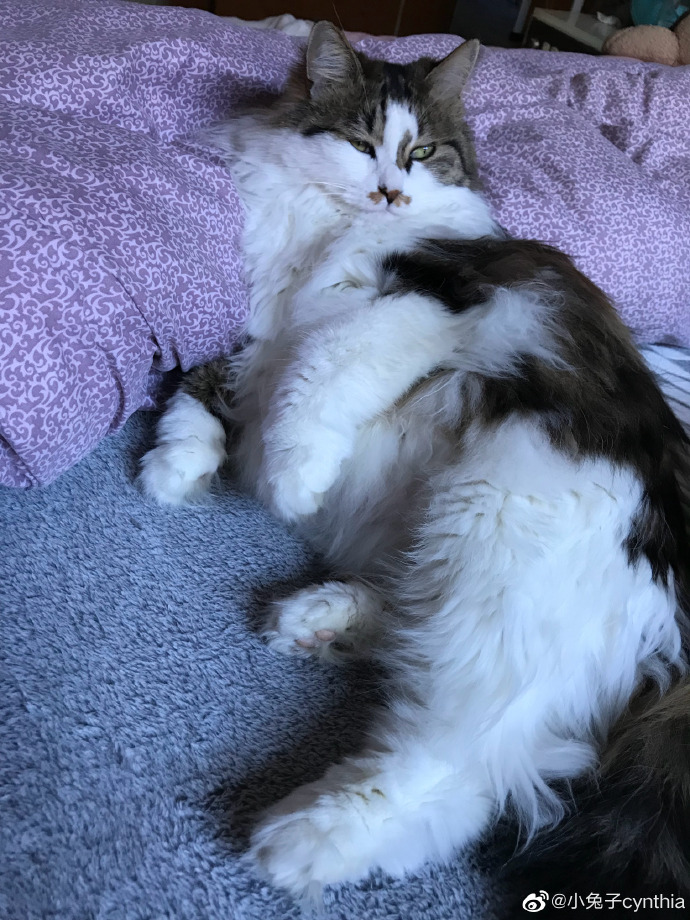 猫图片|宠物猫|猫咪|