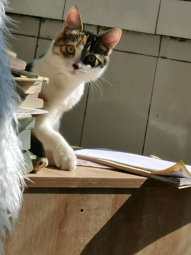 猫图片|宠物猫|猫咪|