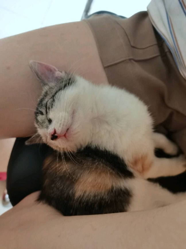 猫图片|宠物猫|猫咪|