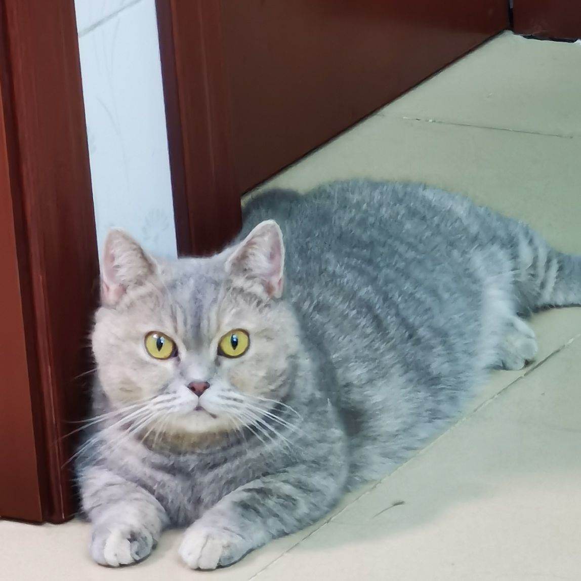 猫图片|宠物猫|猫咪|