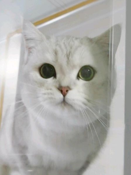 猫图片|宠物猫|猫咪|