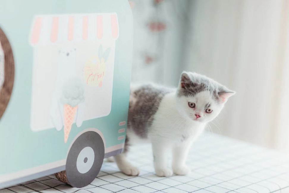 猫图片|宠物猫|猫咪|