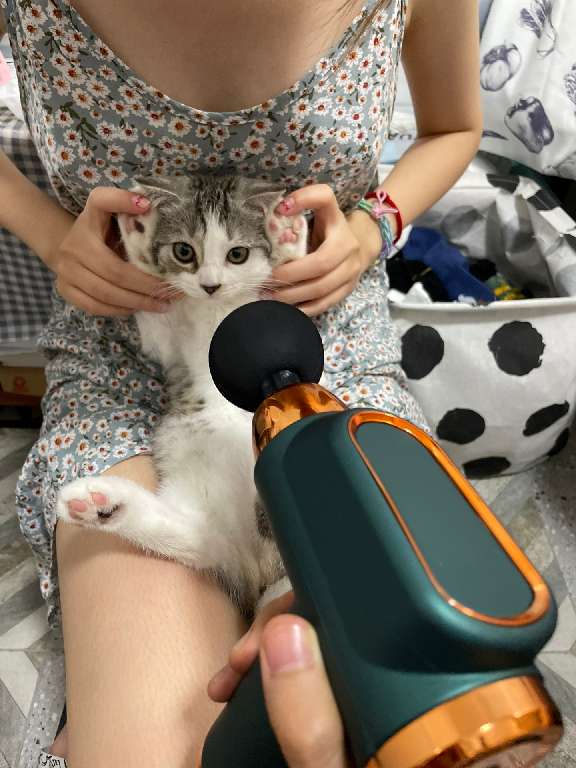 猫图片|宠物猫|猫咪|