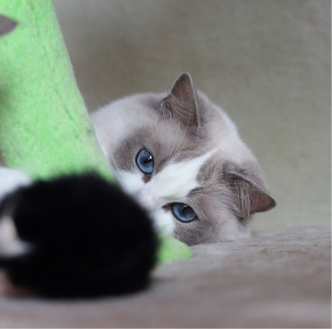 猫图片|宠物猫|猫咪|