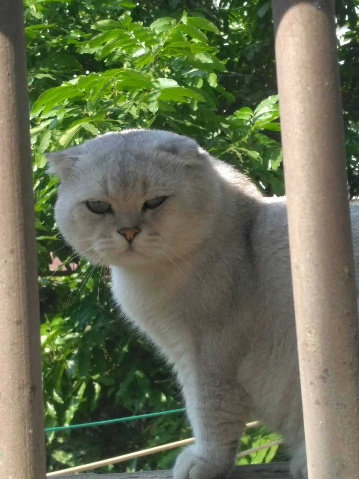 猫图片|宠物猫|猫咪|