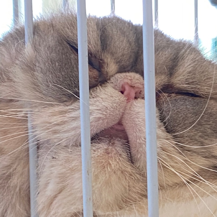 猫图片|宠物猫|猫咪|