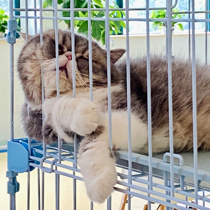 猫图片|宠物猫|猫咪|