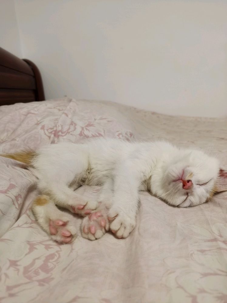 猫图片|宠物猫|猫咪|