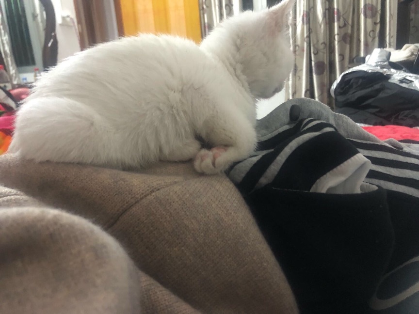 猫图片|宠物猫|猫咪|