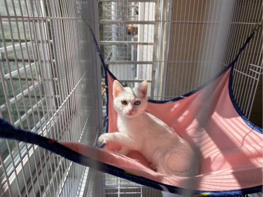 猫图片|宠物猫|猫咪|