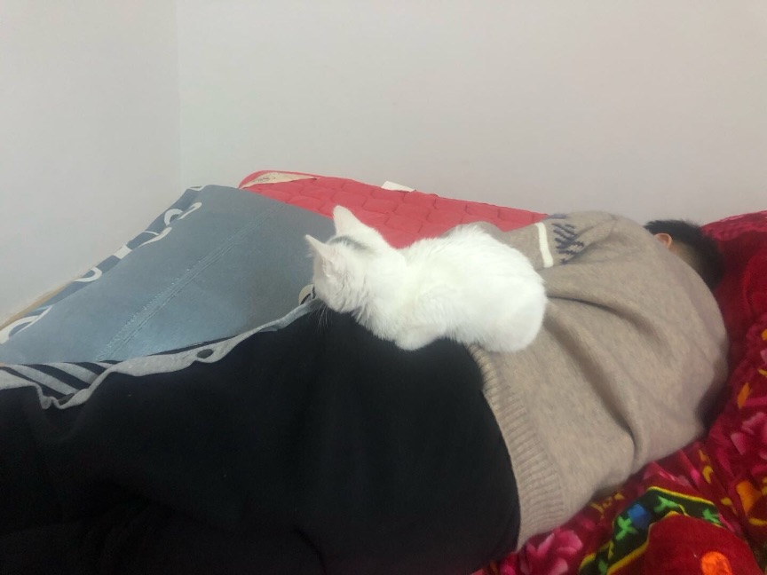 猫图片|宠物猫|猫咪|