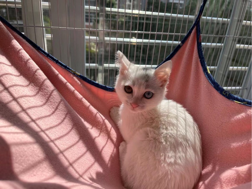 猫图片|宠物猫|猫咪|