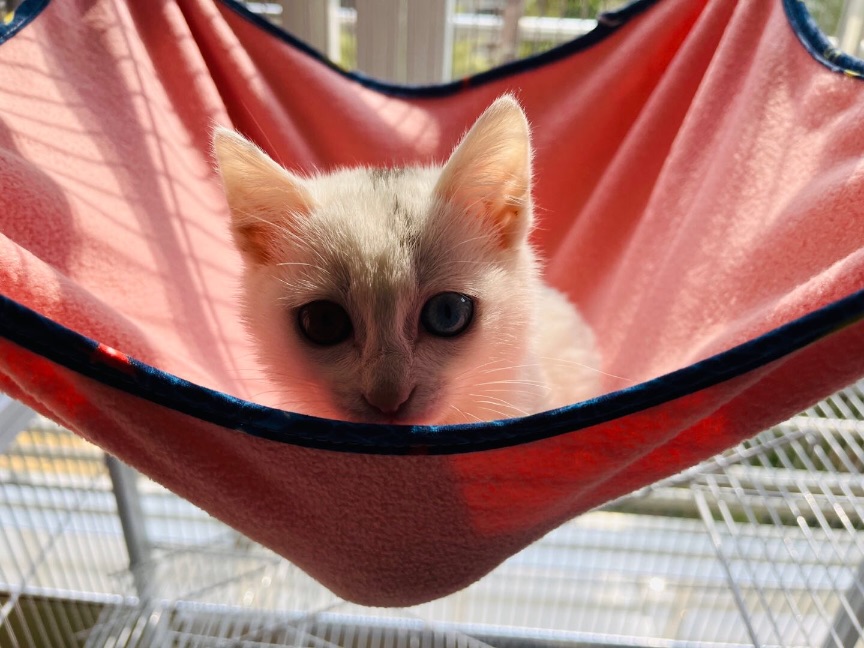 猫图片|宠物猫|猫咪|