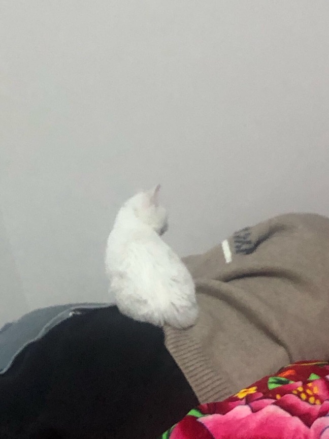 猫图片|宠物猫|猫咪|