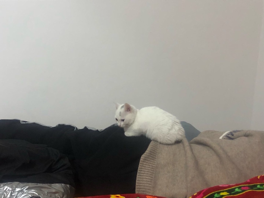 猫图片|宠物猫|猫咪|