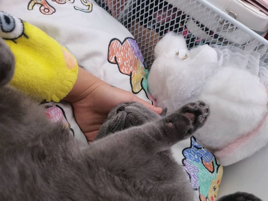 猫图片|宠物猫|猫咪|