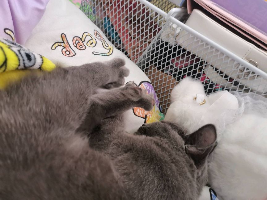 猫图片|宠物猫|猫咪|