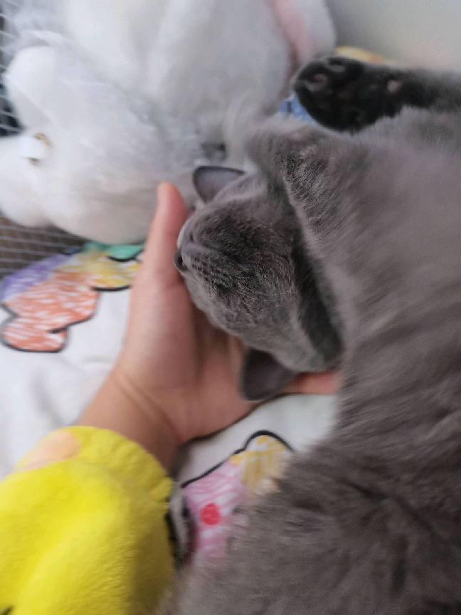 猫图片|宠物猫|猫咪|