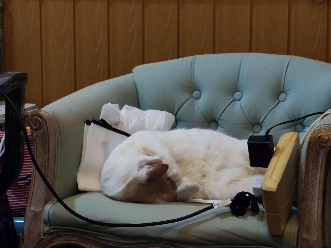 猫图片|宠物猫|猫咪|