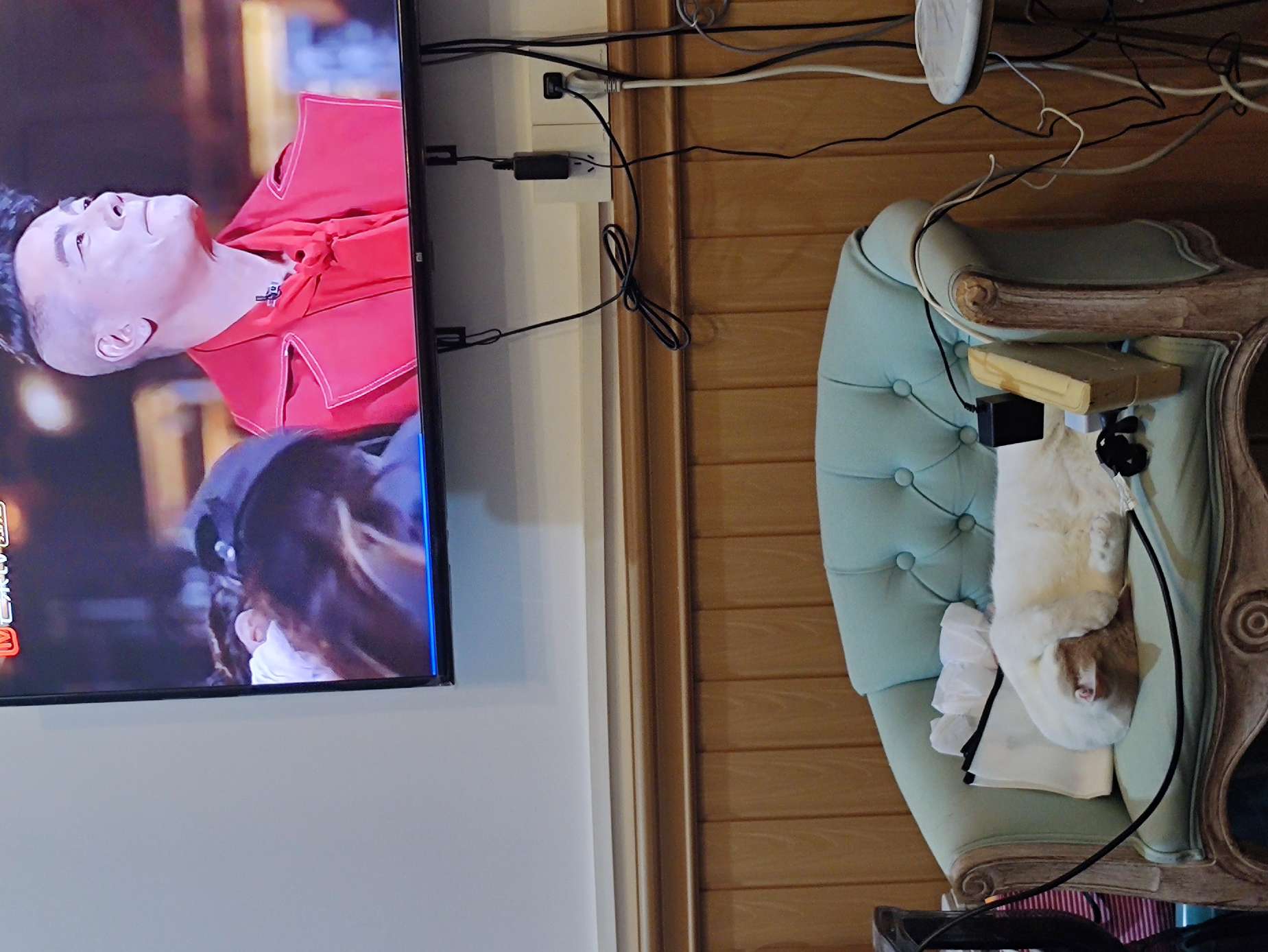 猫图片|宠物猫|猫咪|