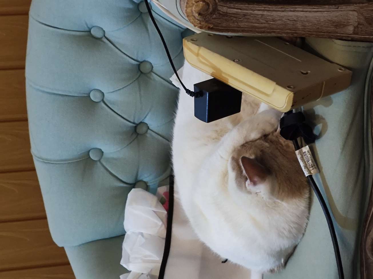 猫图片|宠物猫|猫咪|