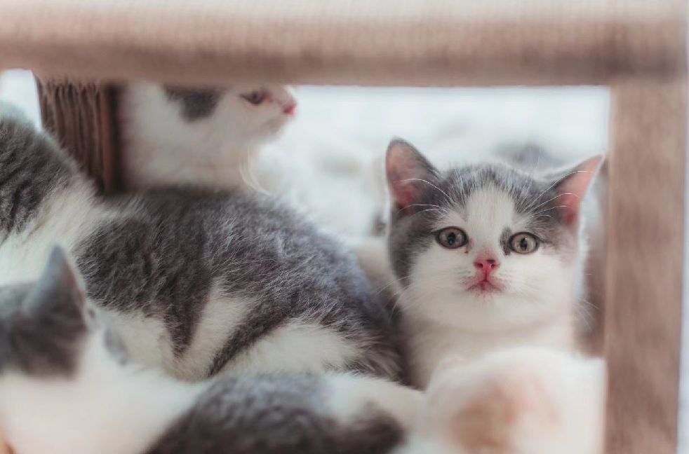 猫图片|宠物猫|猫咪|