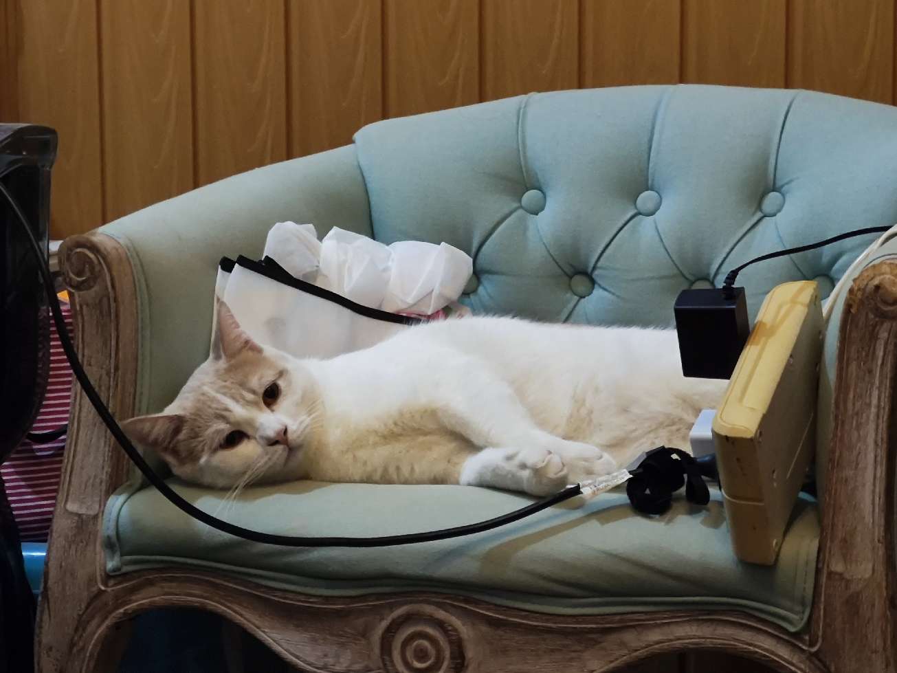 猫图片|宠物猫|猫咪|