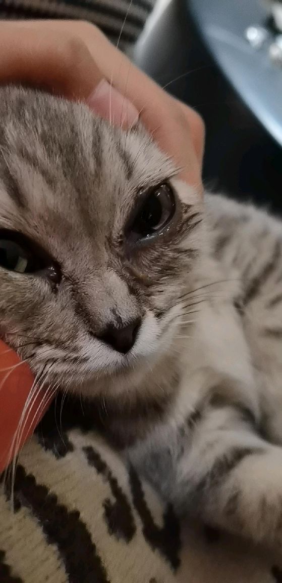 猫图片|宠物猫|猫咪|