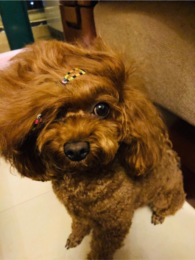 猫图片|宠物猫|猫咪|