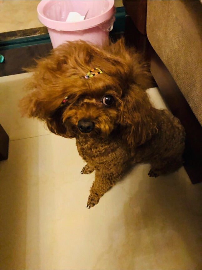 猫图片|宠物猫|猫咪|