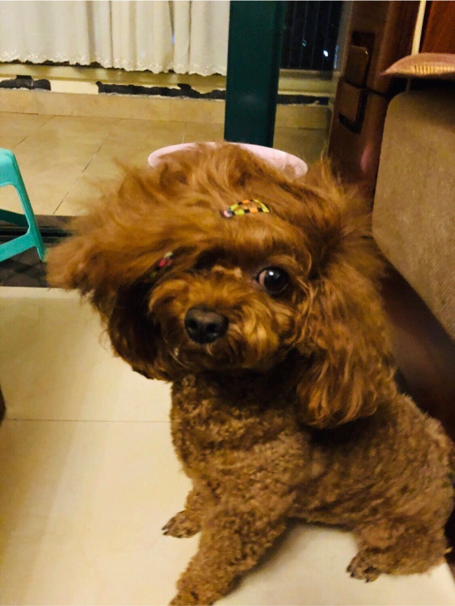 猫图片|宠物猫|猫咪|