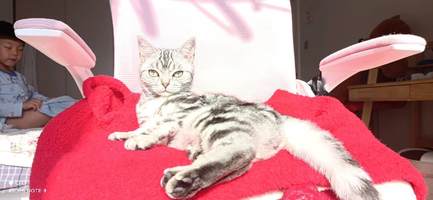 猫图片|宠物猫|猫咪|