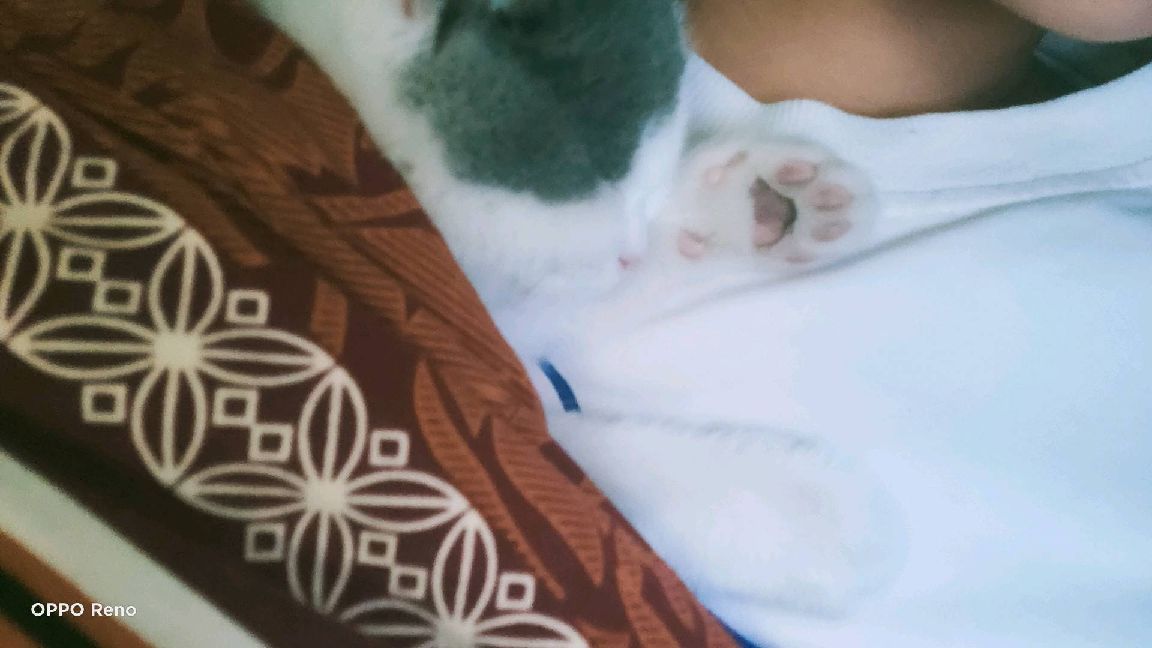 猫图片|宠物猫|猫咪|