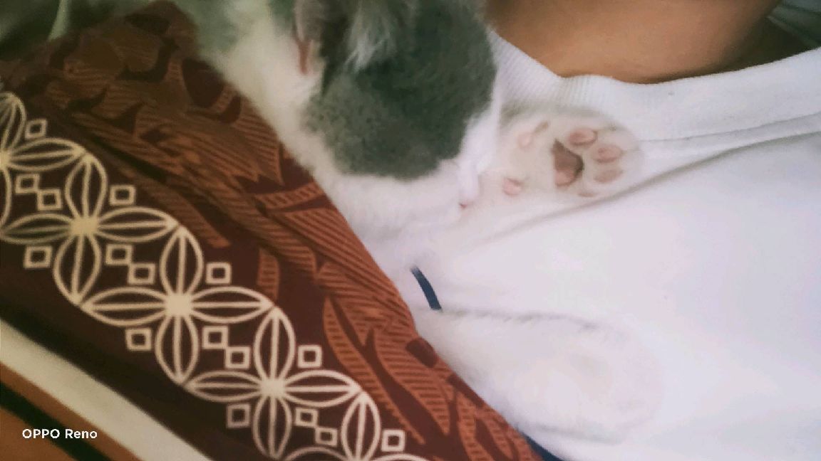 猫图片|宠物猫|猫咪|