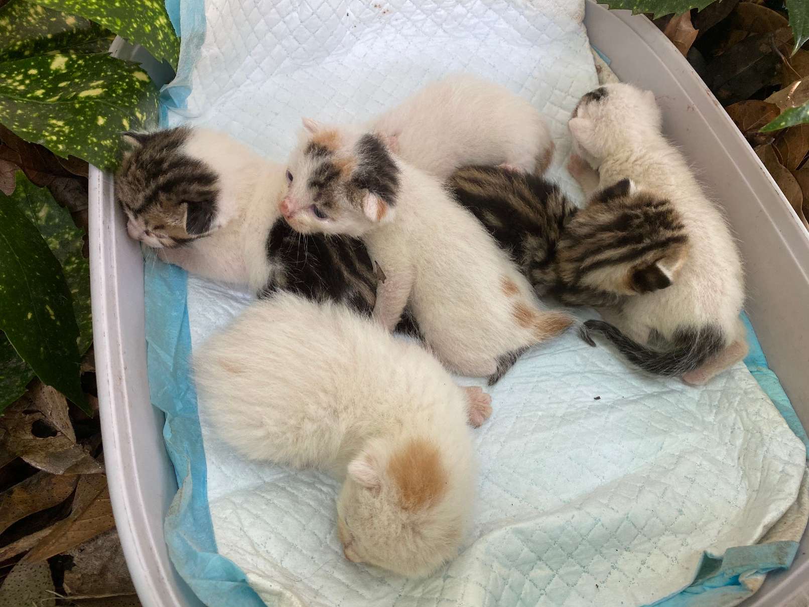 猫图片|宠物猫|猫咪|