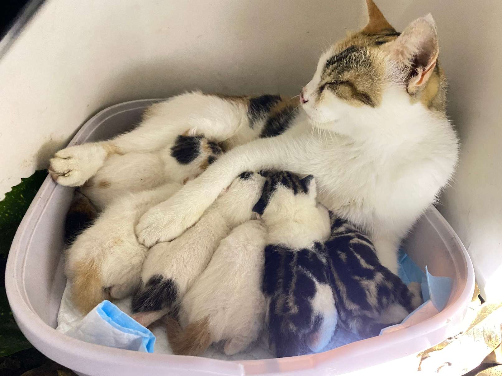 猫图片|宠物猫|猫咪|