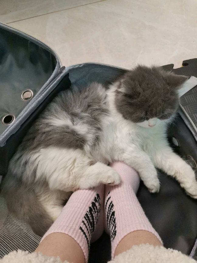 猫图片|宠物猫|猫咪|