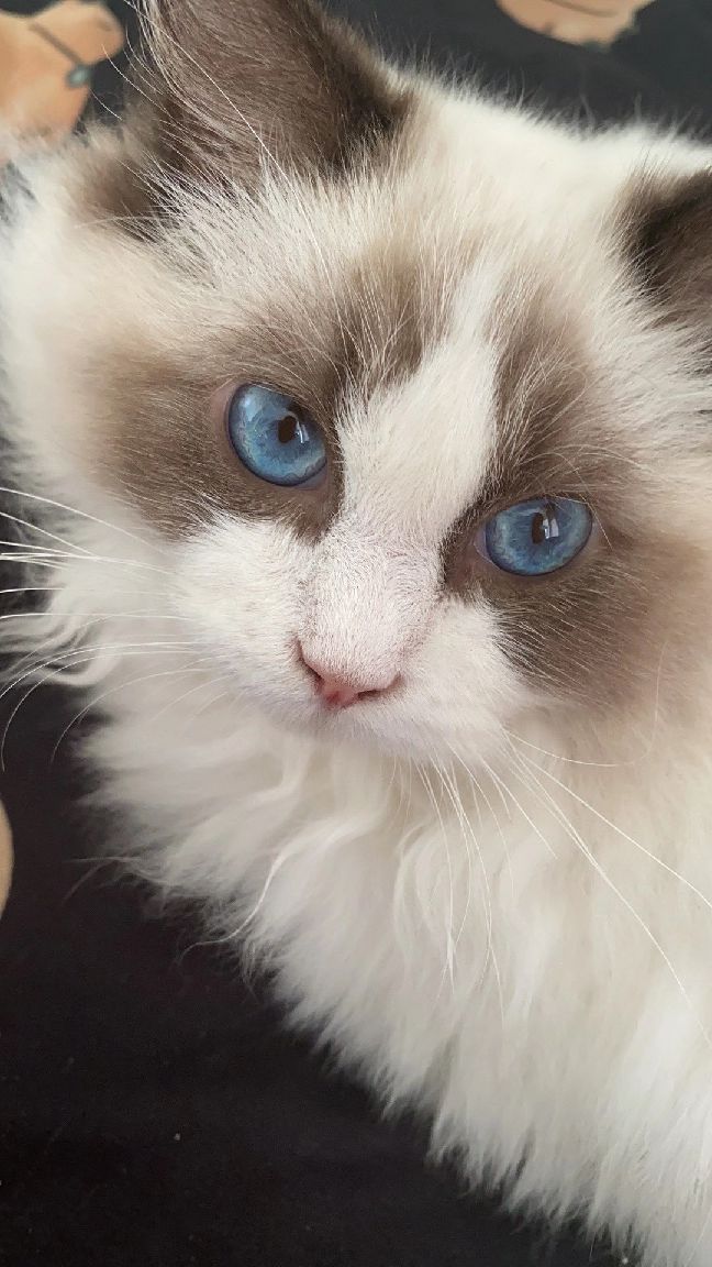 猫图片|宠物猫|猫咪|