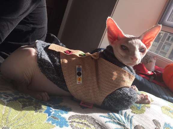 猫图片|宠物猫|猫咪|