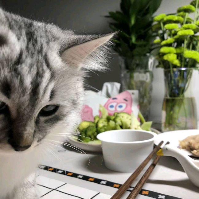 猫图片|宠物猫|猫咪|