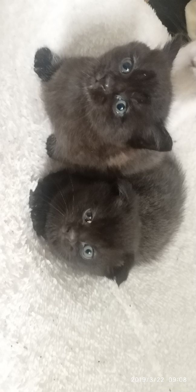 猫图片|宠物猫|猫咪|