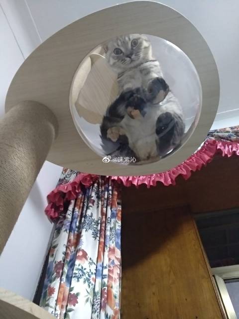 猫图片|宠物猫|猫咪|