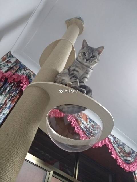 猫图片|宠物猫|猫咪|