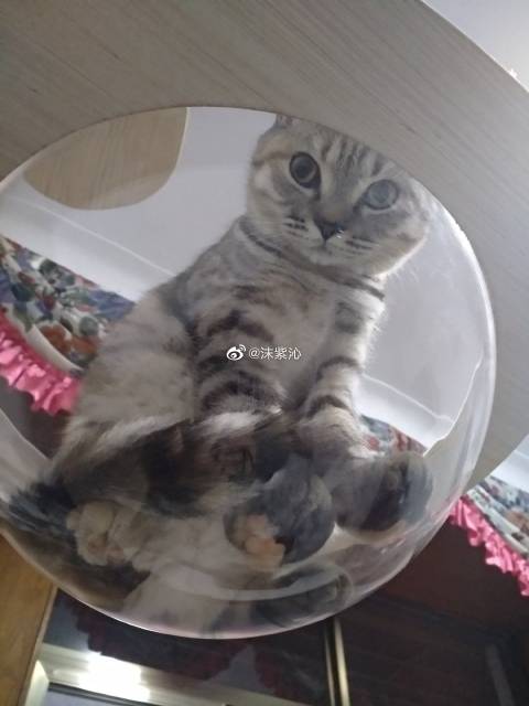 猫图片|宠物猫|猫咪|