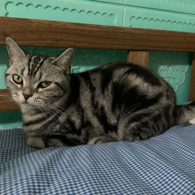 猫图片|宠物猫|猫咪|