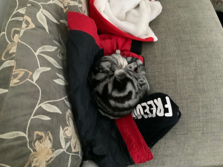 猫图片|宠物猫|猫咪|