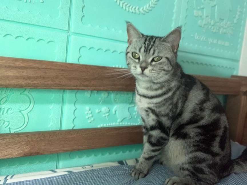 猫图片|宠物猫|猫咪|