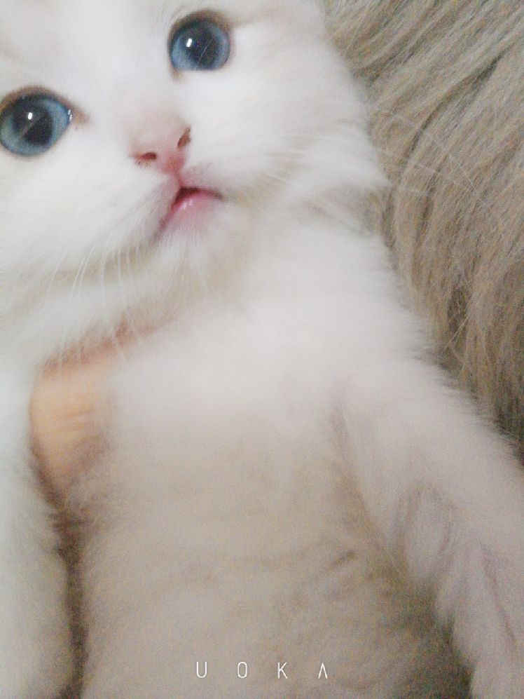 猫图片|宠物猫|猫咪|