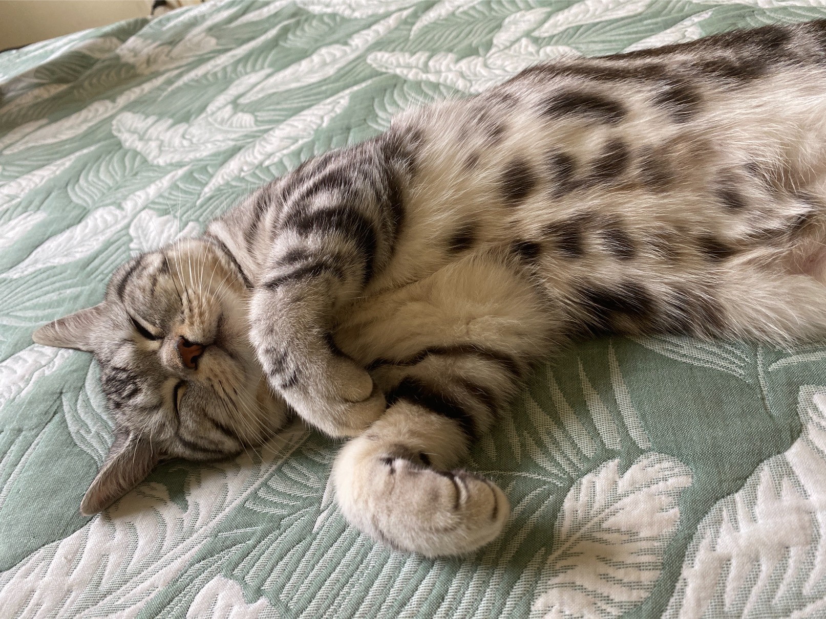 猫图片|宠物猫|猫咪|